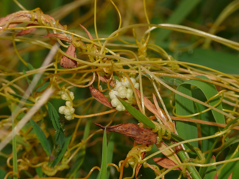 Cuscuta campestris / Cuscuta ungherese